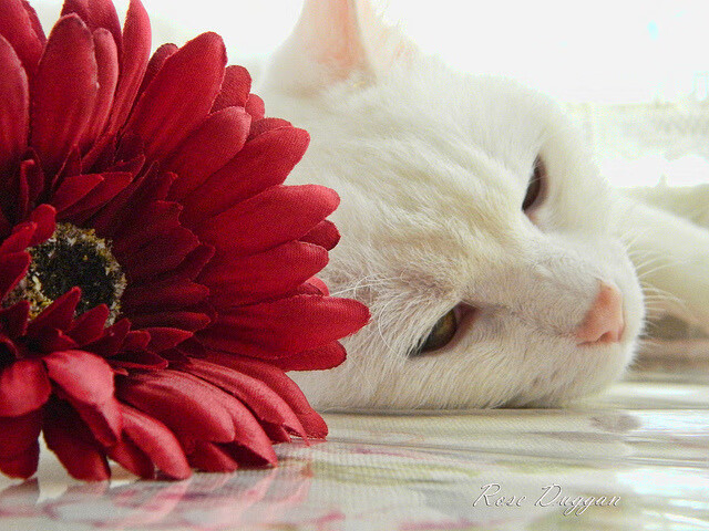 浓眉筑起叹息之墙,独行侠争冠路上擒牛显威